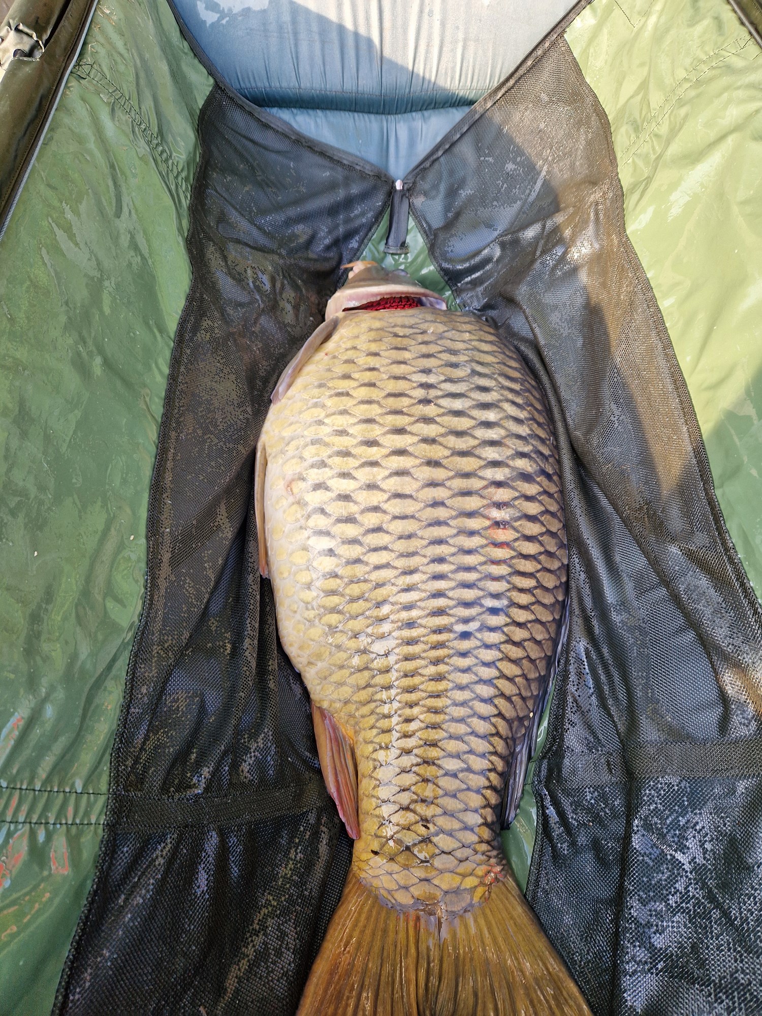 Tancabesti 13 octombrie 2022 - 20221015091511.jpg